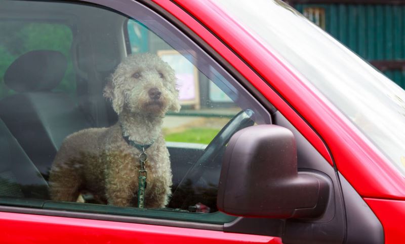 Dog in a hot car - GEM Motoring Assist
