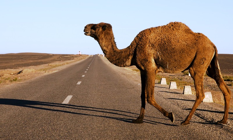 Crossing camel - Morocco