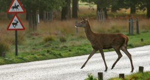 Deer crossing road - GEM Motoring Assist