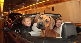 Travelling with pets on Eurotunnel Le Shuttle