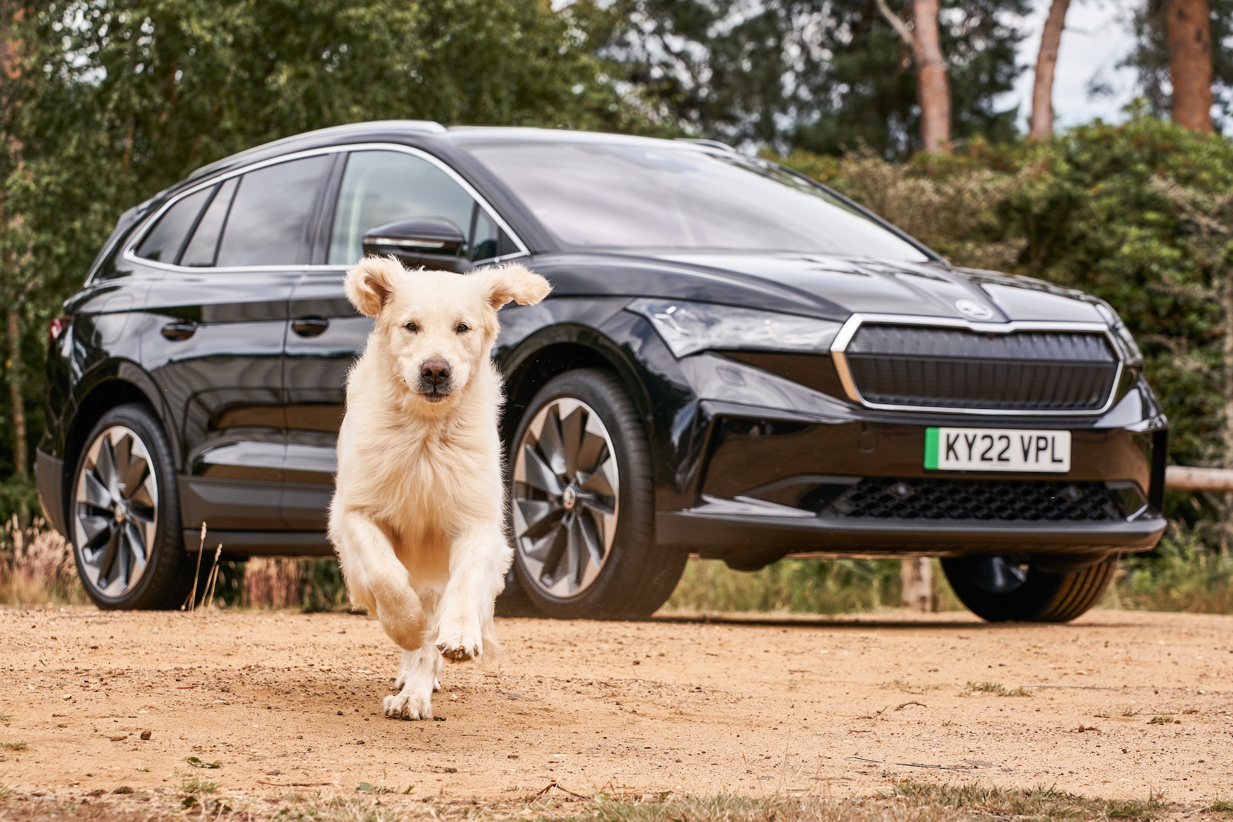 Skoda supporting dogs